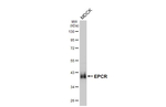 EPCR Antibody in Western Blot (WB)