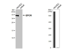 EPCR Antibody in Western Blot (WB)