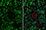VPAC2 Antibody in Immunohistochemistry (Frozen) (IHC (F))