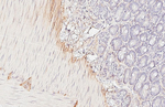 VPAC2 Antibody in Immunohistochemistry (Paraffin) (IHC (P))