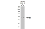VPAC2 Antibody in Western Blot (WB)