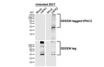 VPAC2 Antibody in Western Blot (WB)