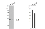 RAD51 Antibody in Western Blot (WB)