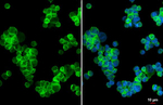 CD74 Recombinant Rabbit Monoclonal Antibody (HL3636)