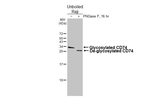 CD74 Antibody in Western Blot (WB)