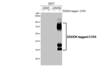 CCR5 Antibody in Western Blot (WB)
