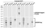 CCR5 Antibody in Western Blot (WB)