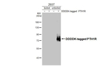 PTH1R Antibody in Western Blot (WB)