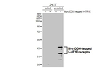 HTR1E Recombinant Rabbit Monoclonal Antibody (HL3658)