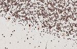 ADAR1 Antibody in Immunohistochemistry (Paraffin) (IHC (P))