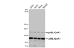 ADAR1 Antibody in Western Blot (WB)