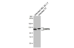 ORP8 Antibody in Western Blot (WB)