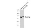 ORP8 Antibody in Western Blot (WB)