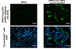 PRRS Virus GP3 Recombinant Rabbit Monoclonal Antibody (HL3675)