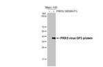 PRRS Virus GP3 Antibody in Western Blot (WB)