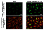 Phospho-Rad17 (Ser645) Recombinant Rabbit Monoclonal Antibody (HL3676)