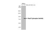 Phospho-Rad17 (Ser645) Antibody in Western Blot (WB)