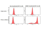 beta-1 Adrenergic Receptor Antibody in Flow Cytometry (Flow)