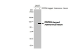 Adenovirus Hexon Antibody in Western Blot (WB)