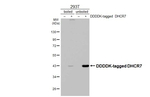 DHCR7 Antibody in Western Blot (WB)