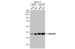 DHCR7 Antibody in Western Blot (WB)