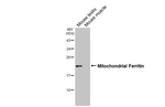 FTMT Antibody in Western Blot (WB)