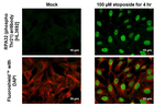 Phospho-RPA2 (Thr21) Recombinant Rabbit Monoclonal Antibody (HL3692)