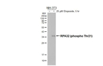 Phospho-RPA2 (Thr21) Antibody in Western Blot (WB)