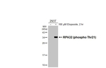 Phospho-RPA2 (Thr21) Antibody in Western Blot (WB)