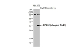 Phospho-RPA2 (Thr21) Recombinant Rabbit Monoclonal Antibody (HL3693)