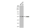 CRBN Antibody in Western Blot (WB)