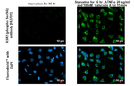 Phospho-ASK1 (Ser966) Recombinant Rabbit Monoclonal Antibody (HL3701)