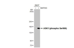 Phospho-ASK1 (Ser966) Antibody in Western Blot (WB)