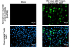 Yellow Fever Virus NS3 Recombinant Rabbit Monoclonal Antibody (HL3702)