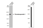 Thrombospondin 1 Antibody in Western Blot (WB)