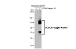 Klotho Recombinant Rabbit Monoclonal Antibody (HL3706)