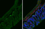CXCR5 Antibody in Immunohistochemistry (Frozen) (IHC (F))