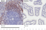 CXCR5 Recombinant Rabbit Monoclonal Antibody (HL3708)
