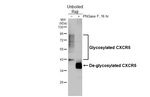 CXCR5 Antibody in Western Blot (WB)
