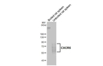 CXCR5 Antibody in Western Blot (WB)