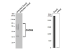 CXCR5 Antibody in Western Blot (WB)