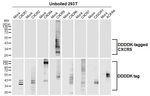 CXCR5 Antibody in Western Blot (WB)