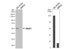 HTRA1 Recombinant Rabbit Monoclonal Antibody (HL3709)