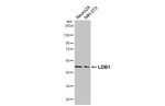 LDB1 Recombinant Rabbit Monoclonal Antibody (HL3711)