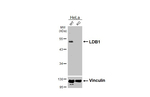 LDB1 Antibody in Western Blot (WB)