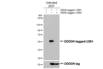 LDB1 Antibody in Western Blot (WB)