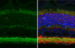 Gephyrin Antibody in Immunohistochemistry (Paraffin) (IHC (P))