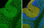 Gephyrin Antibody in Immunohistochemistry (Paraffin) (IHC (P))