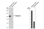 Gephyrin Antibody in Western Blot (WB)