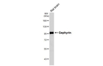 Gephyrin Antibody in Western Blot (WB)